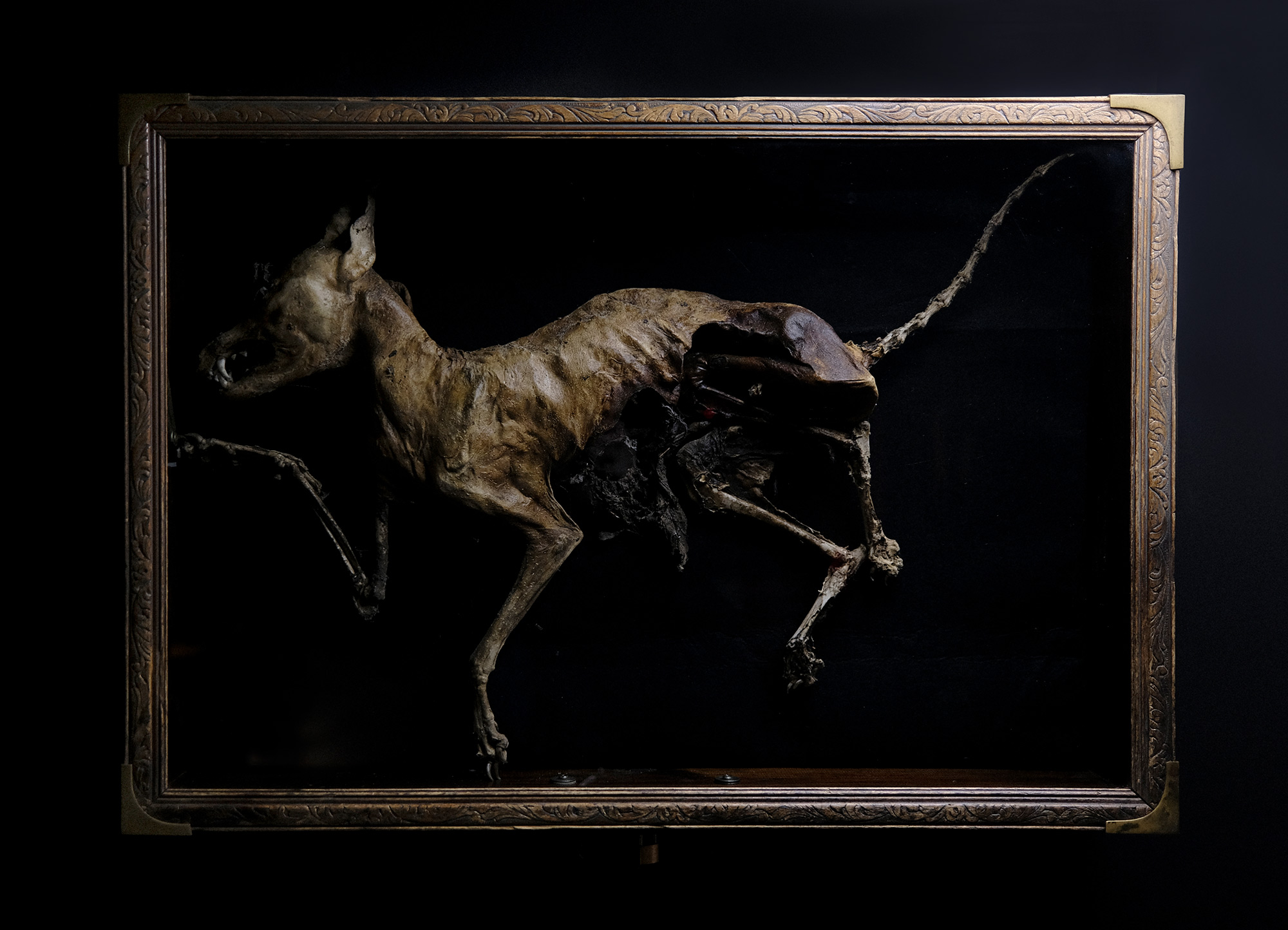 mummified fox inside one for sorrow tattoo studio