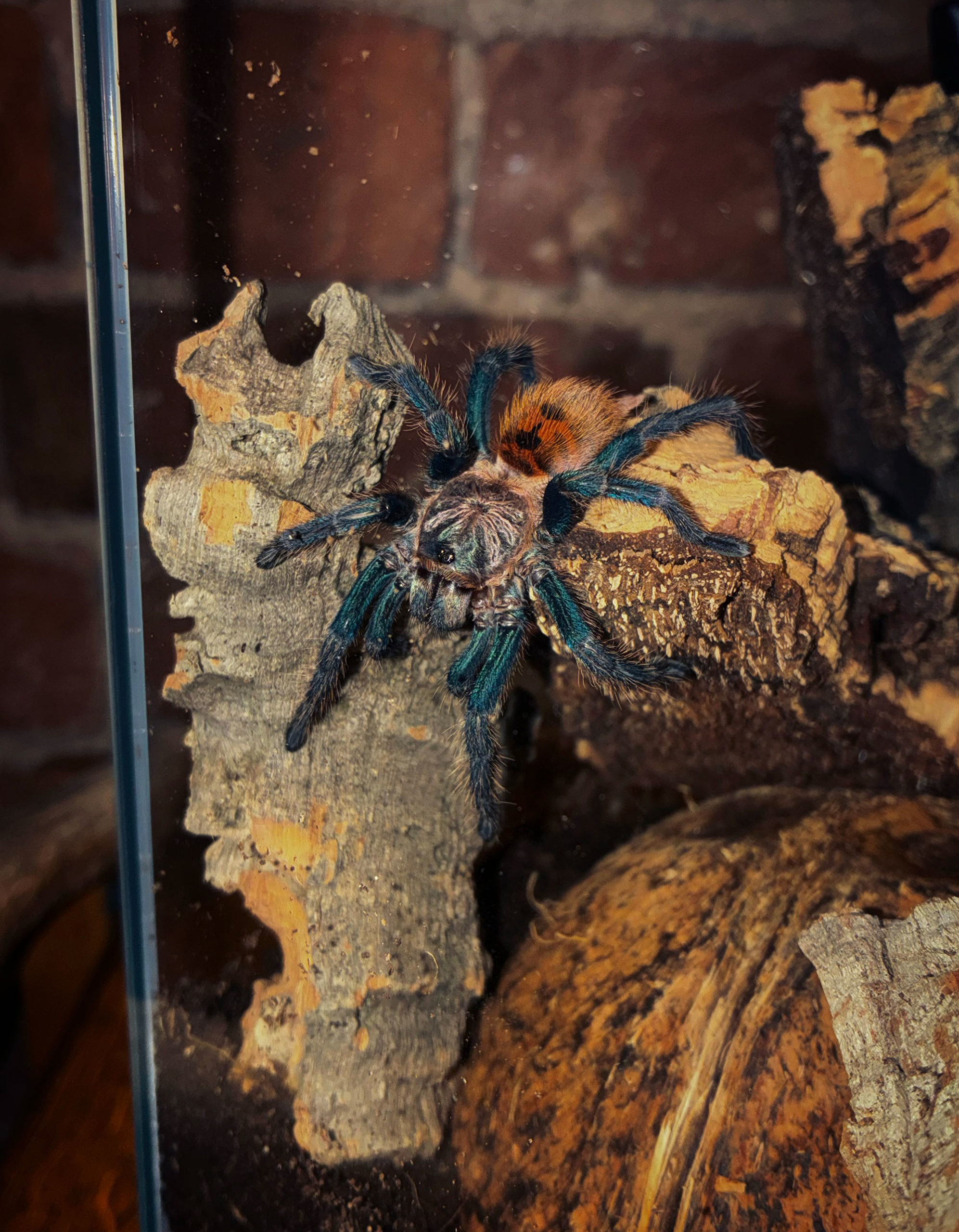 Chromatopelma cyaneopubscens - green bottle blue tarantula Juvenile