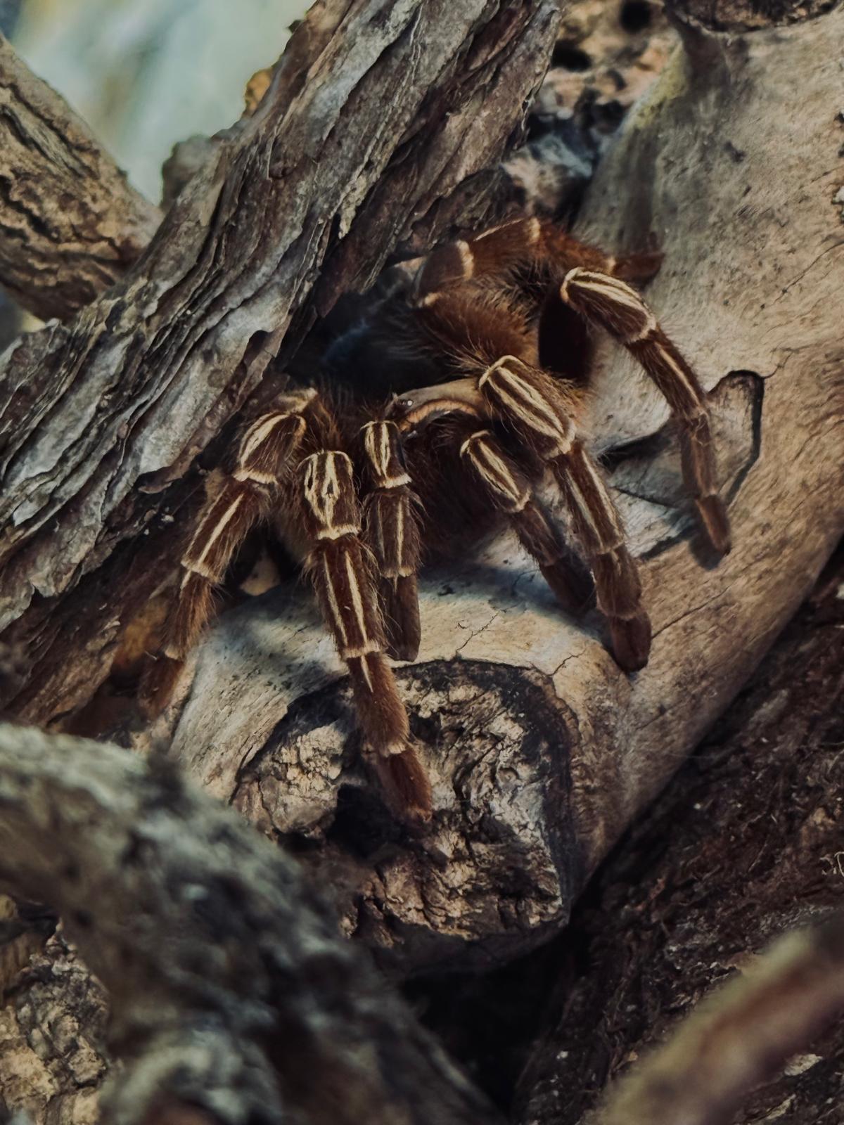 an image of a Costa Rica zebra knee tarantula