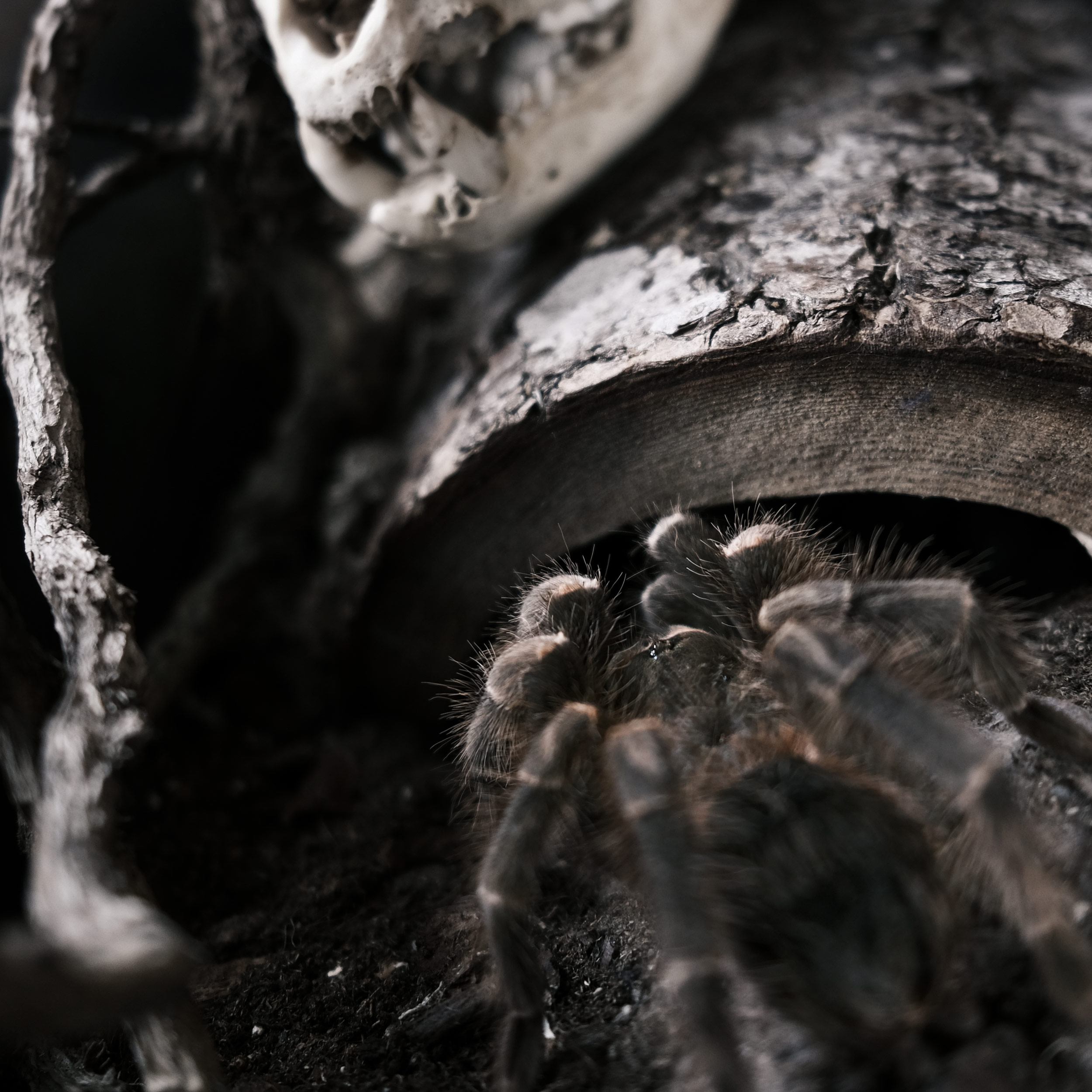 Goliath bird eater tarantula