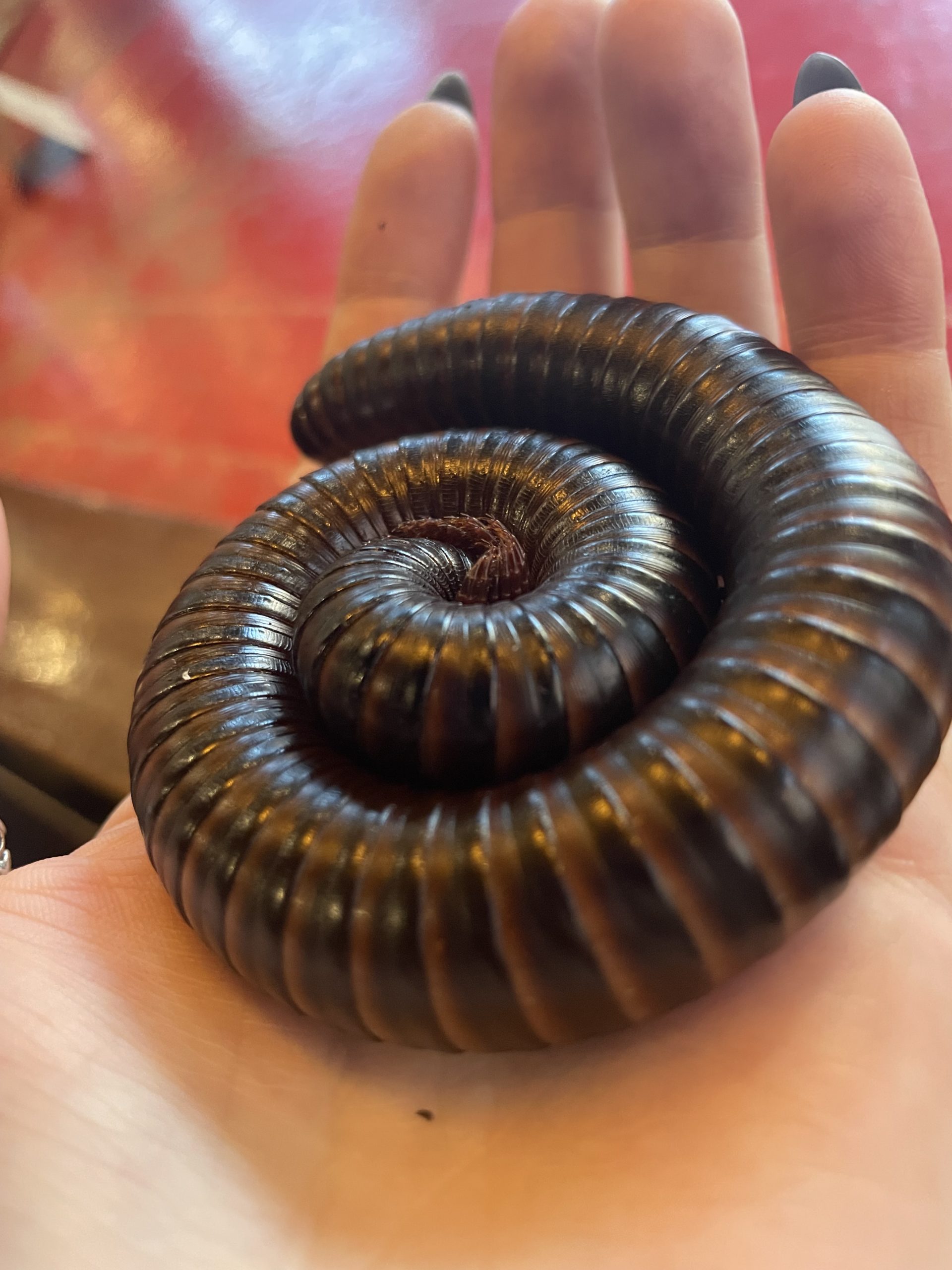 Millipede