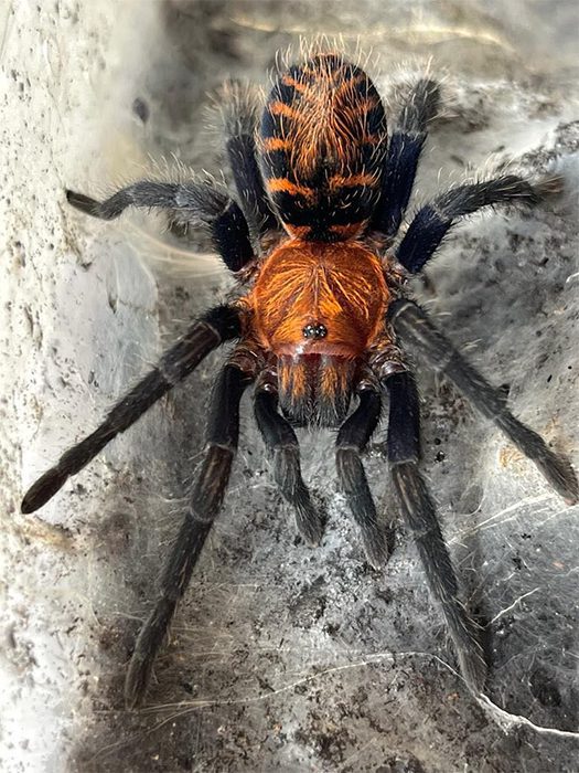 Mexican tiger rump tarantula an image of the mexican tiger rump tarantula