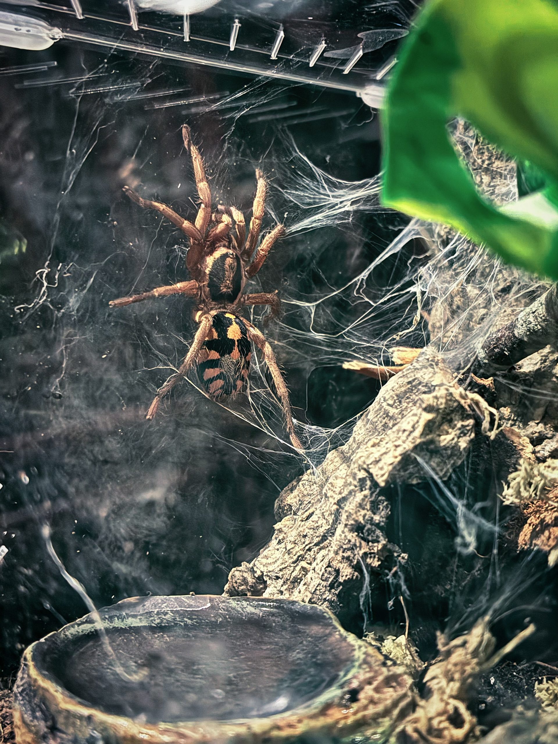 Pumpkin Patch image of a pumpkin patch tarantula climbing up the side of her enclosure with a waterbowl on the floor