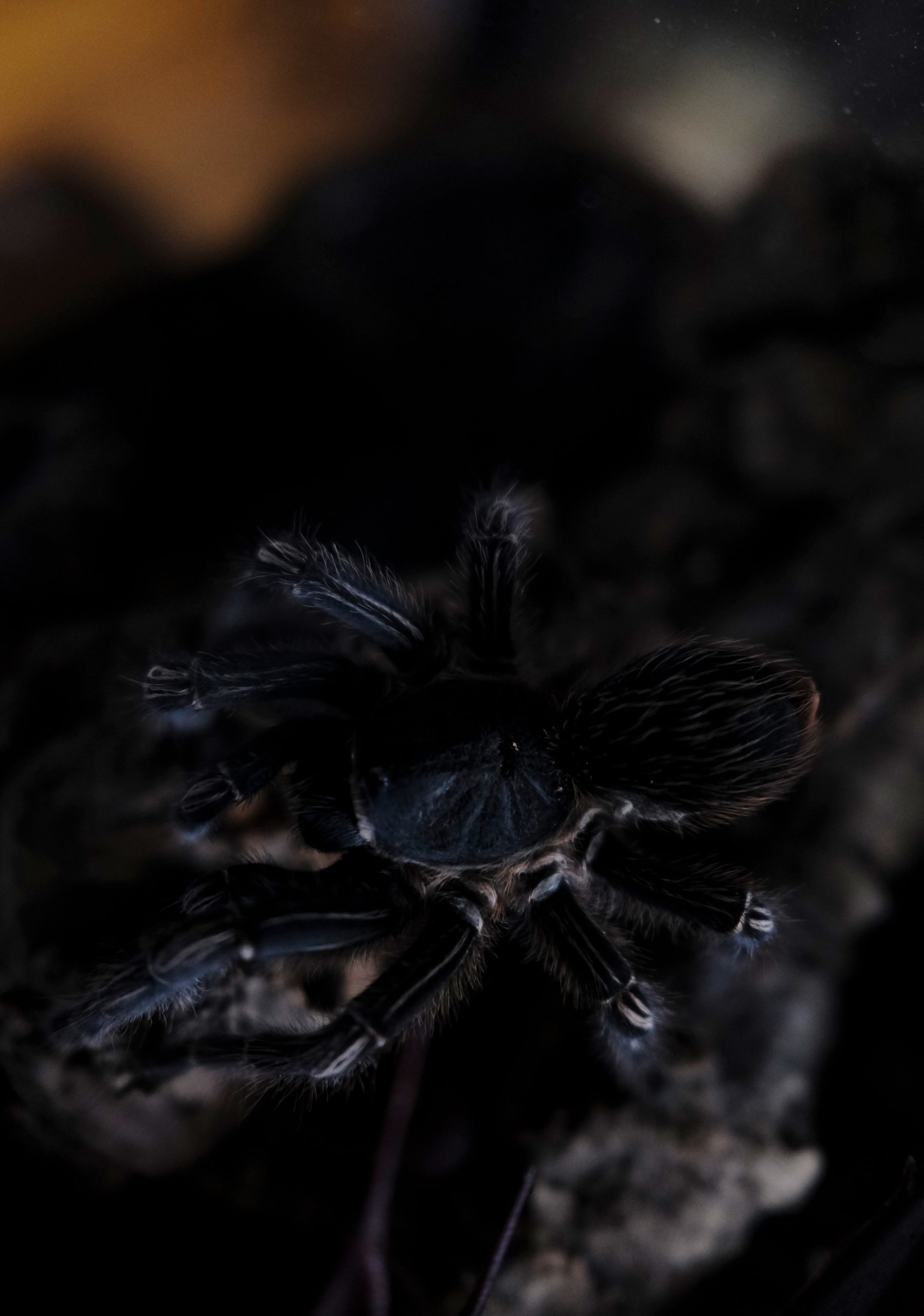 image of a costa rican zebra knee tarantula