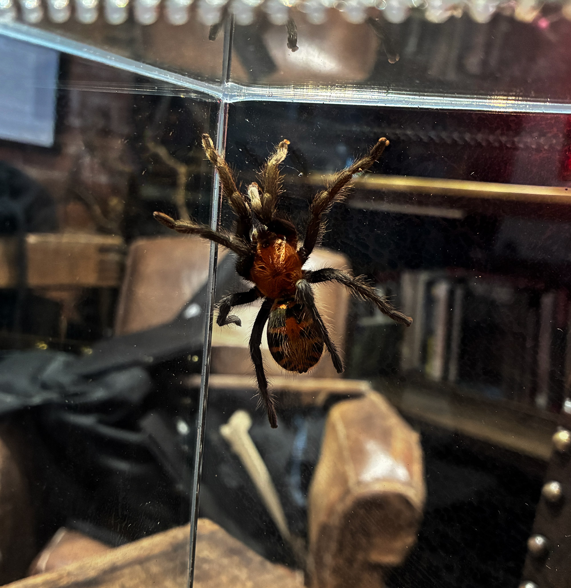 image of a mexican red stripe tarantula