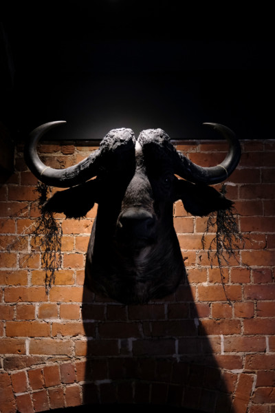 image of a taxidermy waterbuffalo