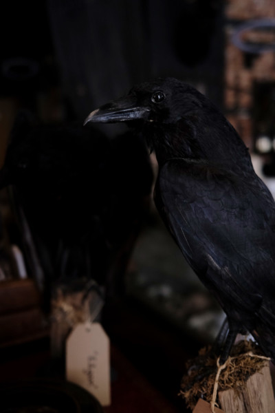 an image of a taxidermy crow turned to the side
